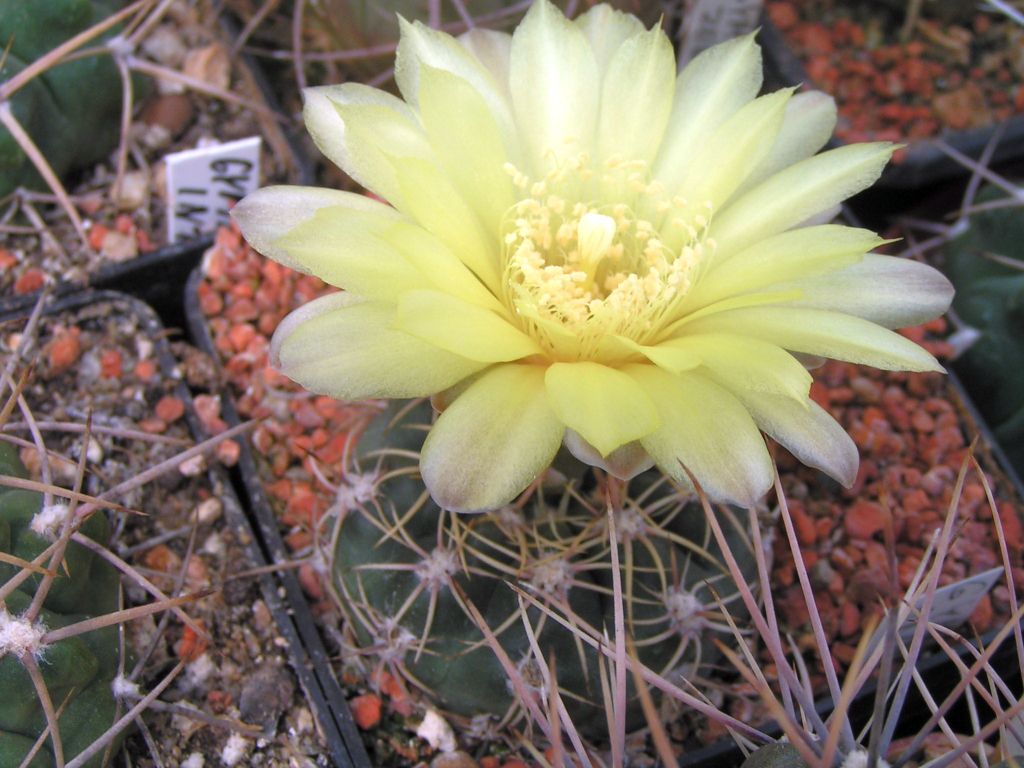 Gymnocalycium andreae